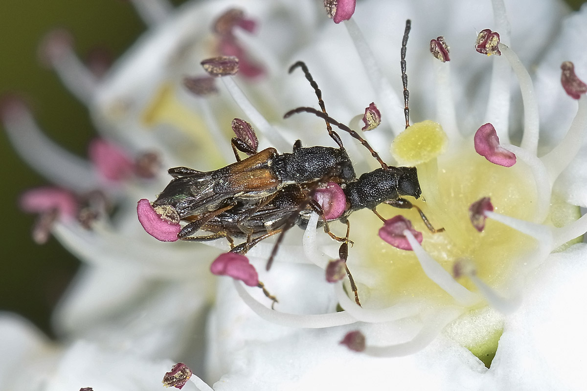 Molorchus sp.? Brachypteroma ottomanum, Cerambycidae